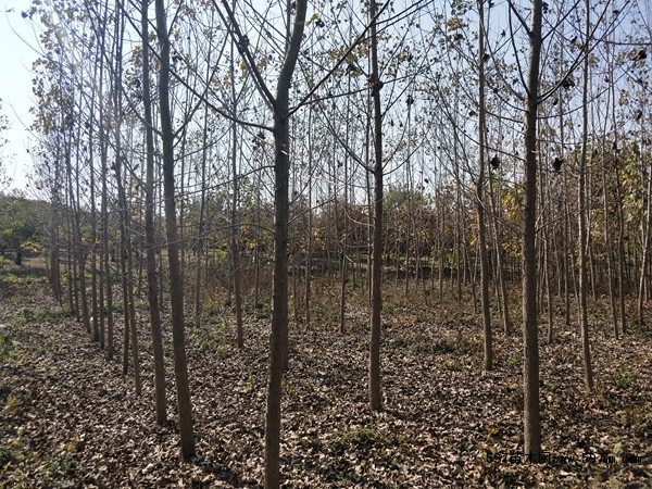 白杨基地 白杨基地