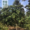 供应玉兰树、广玉兰价格/图片 江苏景曜生态苗圃基地