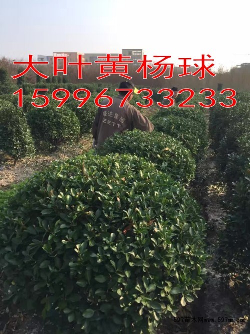大叶黄杨 大叶黄杨