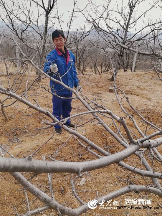 年3月5日,五莲县叩官镇大旺村,果农正在加班加点为果园内樱桃树剪枝