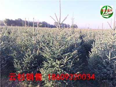 甘肃云杉 甘肃云杉
