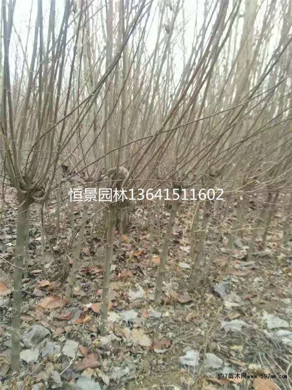 木槿小苗 木槿小苗