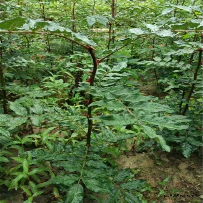 大红袍花椒苗供应 大红袍花椒苗价格成活率高