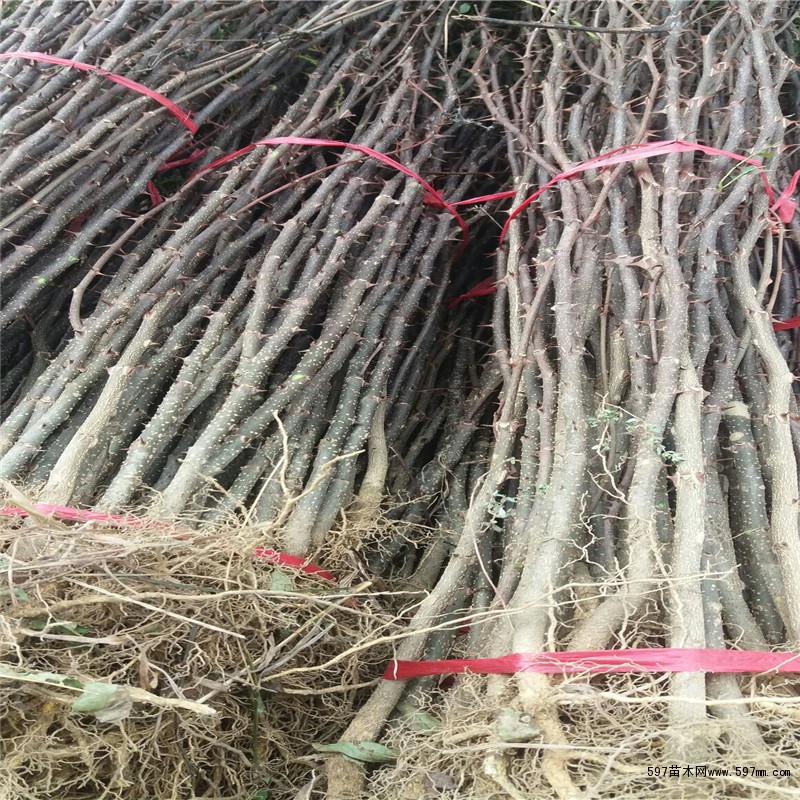 豆椒花椒苗供应 豆椒花椒苗价格成活率高 豆椒花椒苗供应 豆椒花椒苗价格成活率高