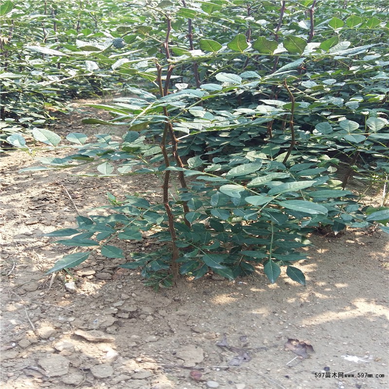 竹叶花椒苗供应 竹叶花椒苗价格成活率高 竹叶花椒苗供应 竹叶花椒苗价格成活率高