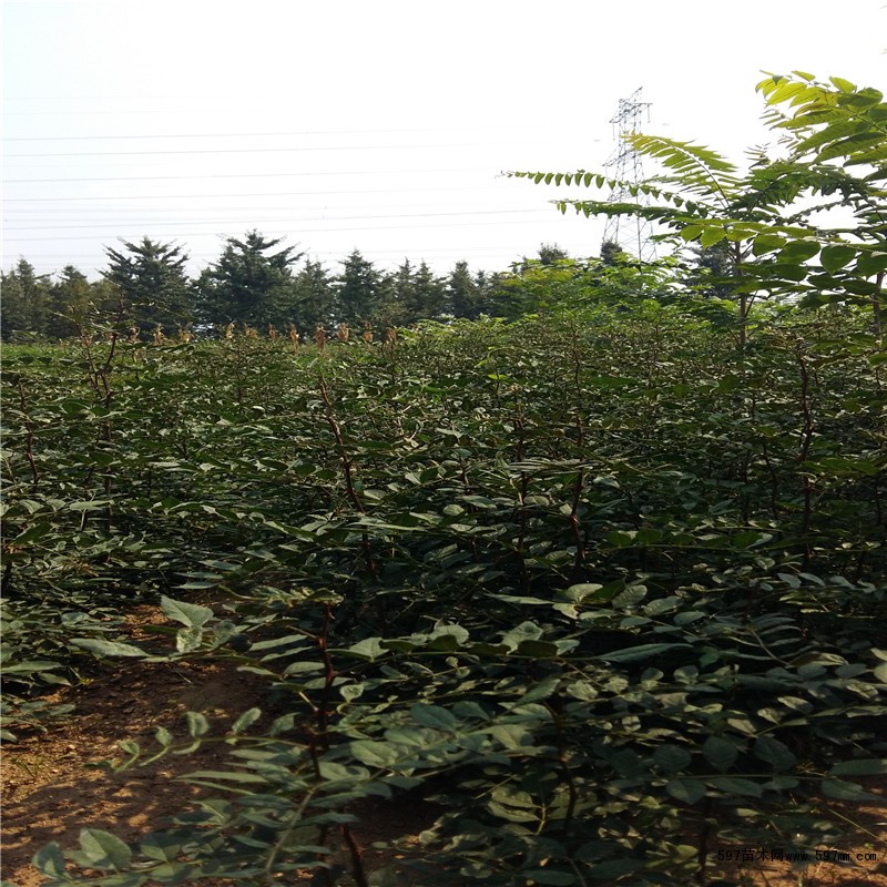 石山花椒苗供应 石山花椒苗价格成活率高