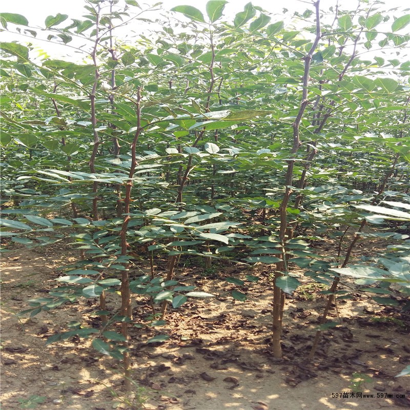 小椒花椒苗供应 小椒花椒苗价格成活率高