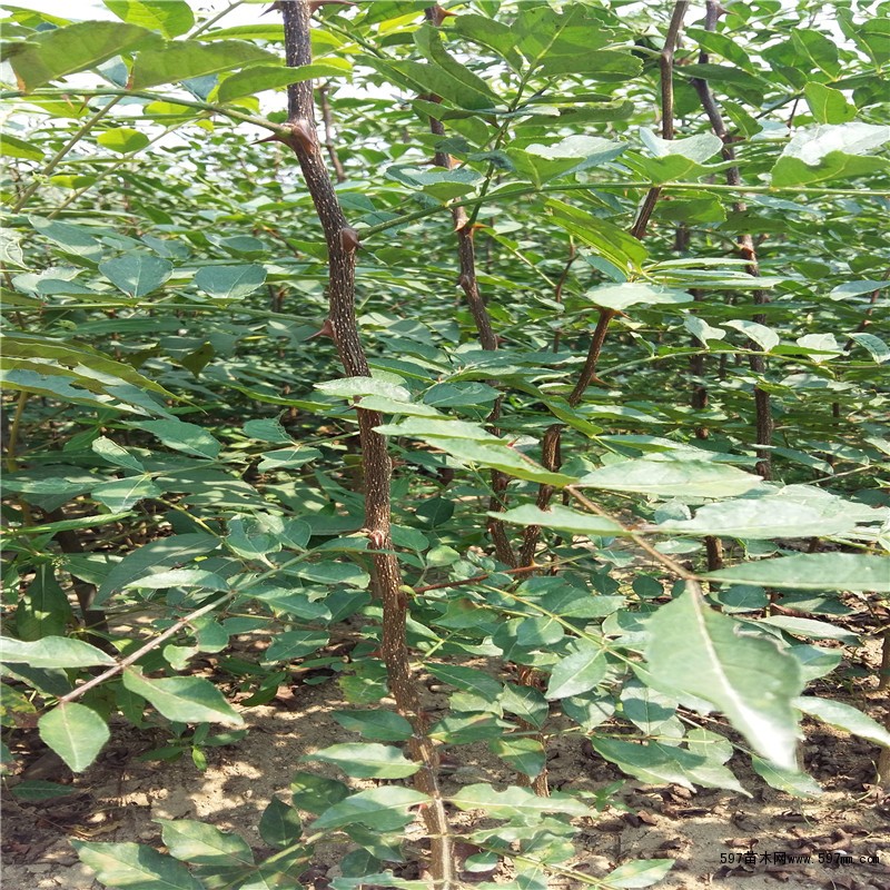 小椒花椒苗供应 小椒花椒苗价格成活率高