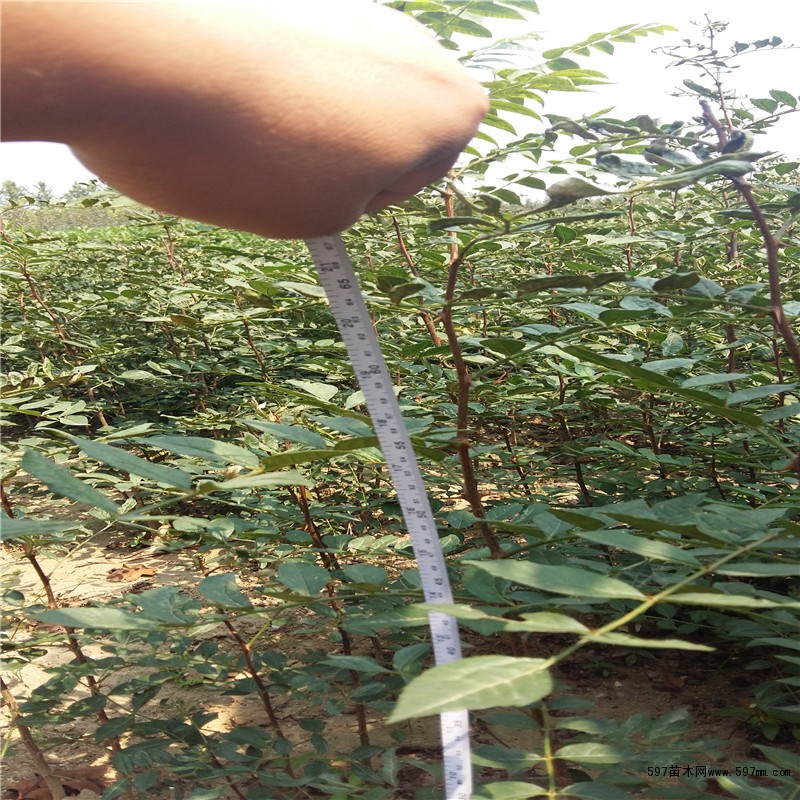 石山花椒苗供应 石山花椒苗价格成活率高