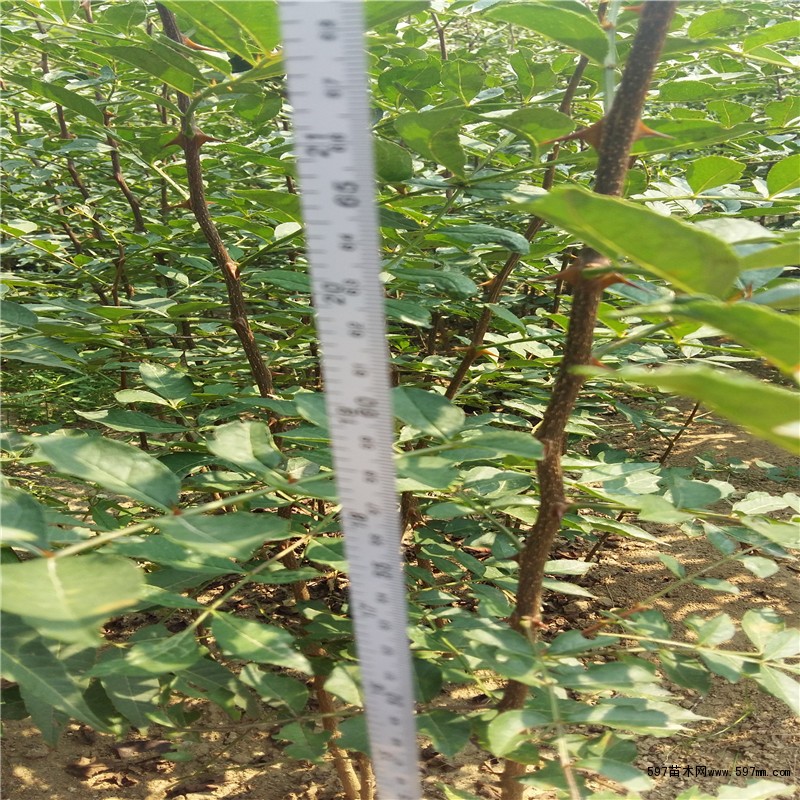 油叶花椒苗供应 油叶花椒苗价格成活率高