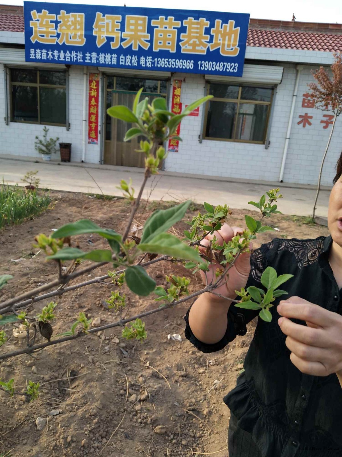 连翘 连翘