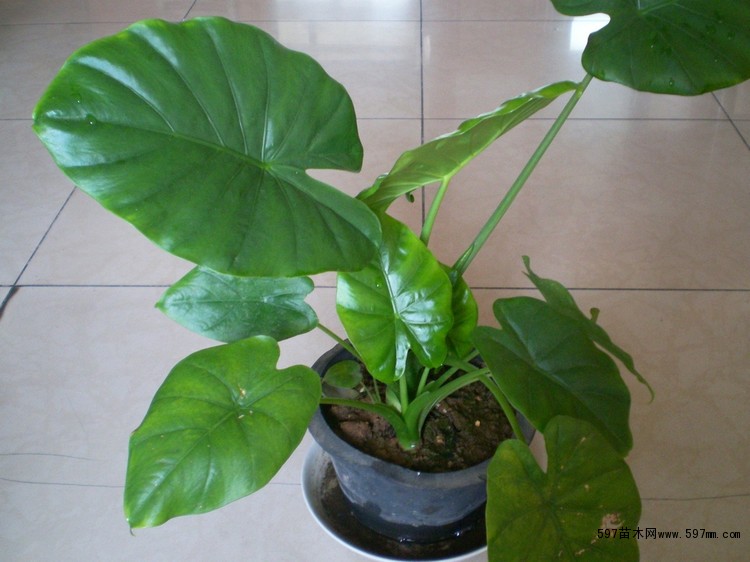 海芋价格实惠 海芋价格实惠