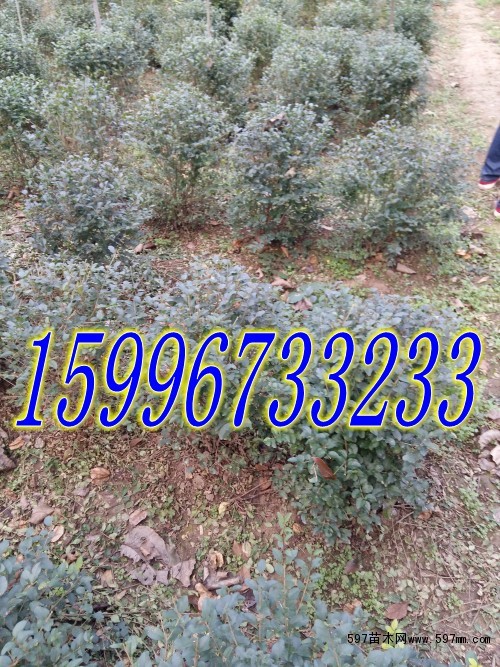 红叶小檗球 红叶小檗球