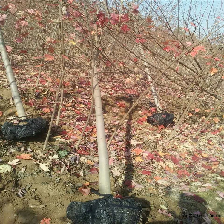 红枫树苗挖树中 红枫树苗挖树中
