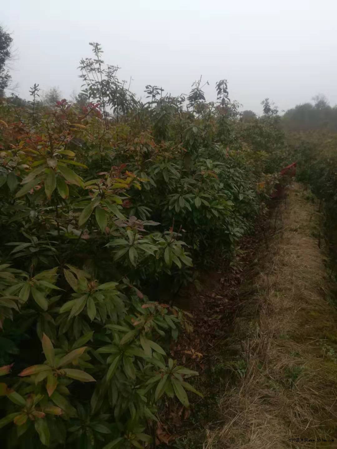 木荷 木荷