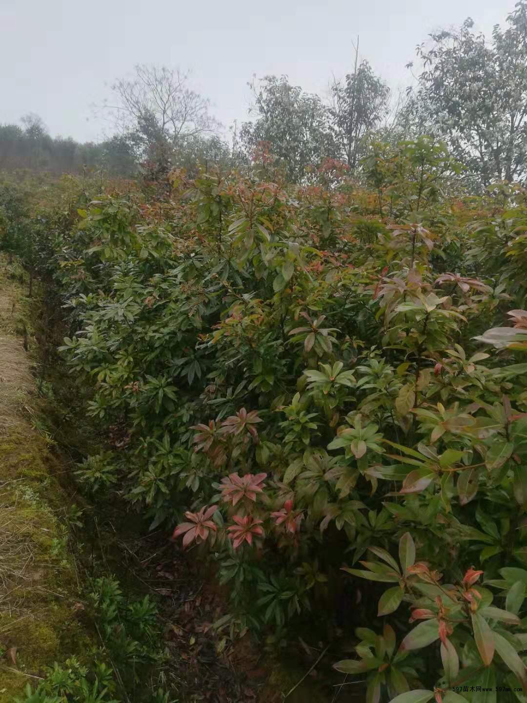 木荷 木荷