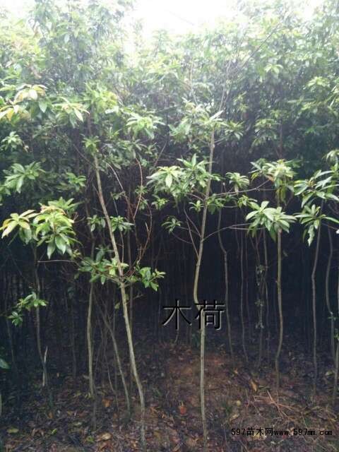 木荷 木荷