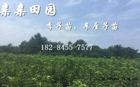 车厘子苗 车厘子苗
