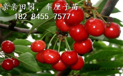 车厘子果实 车厘子果实