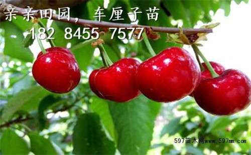 车厘子果实 车厘子果实