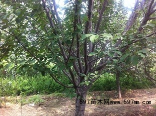 10公分西府海棠树苗 10公分西府海棠树苗
