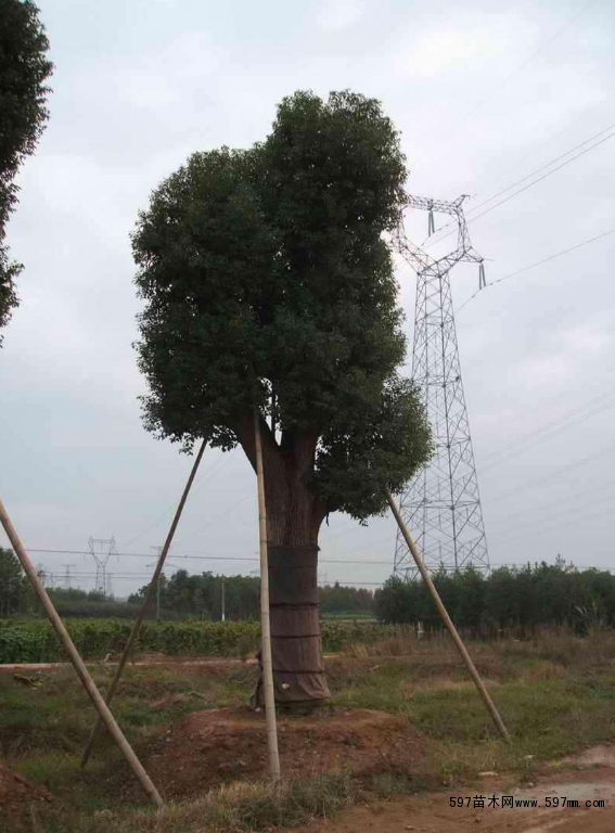 苗木中央树