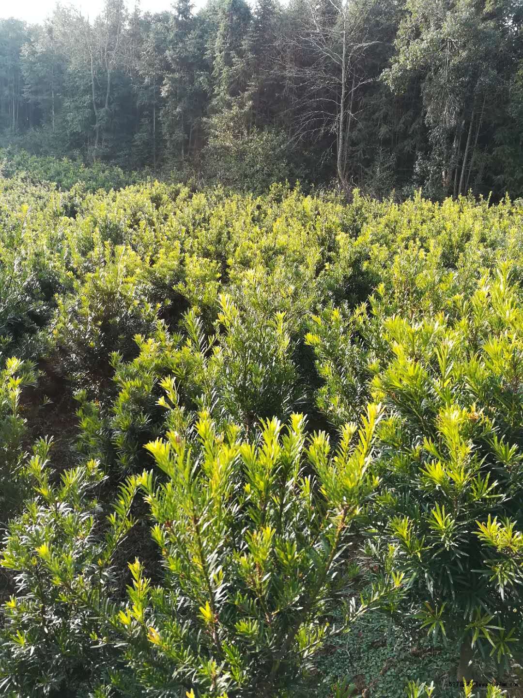 罗汉松 罗汉松