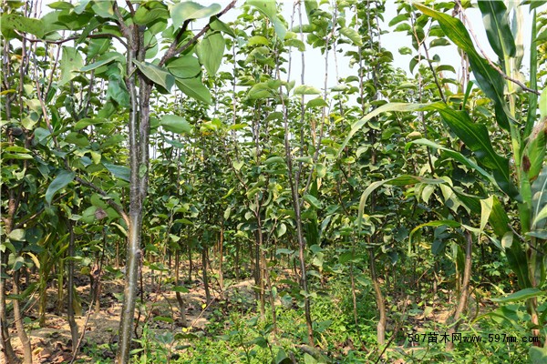 梨树 梨树