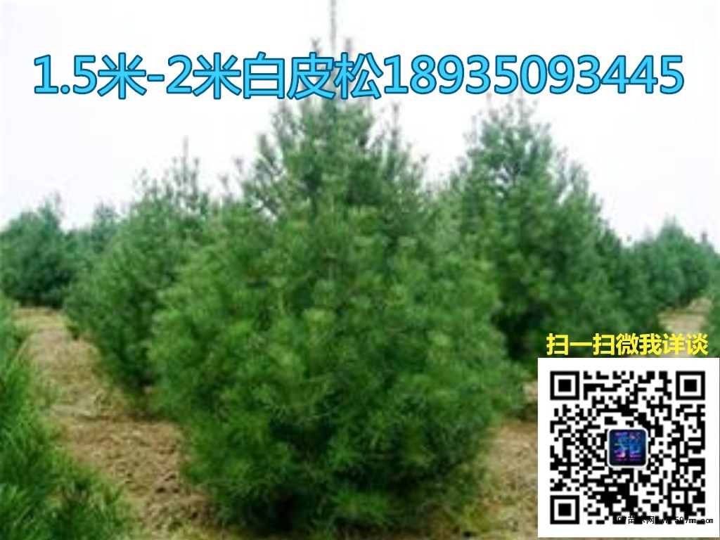 2米高度白皮松价格 2米高度白皮松价格