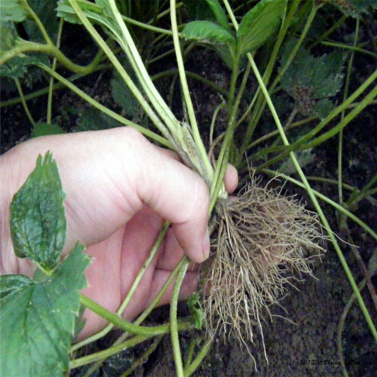 佐贺清香草莓苗哪里多 佐贺清香草莓苗哪里多