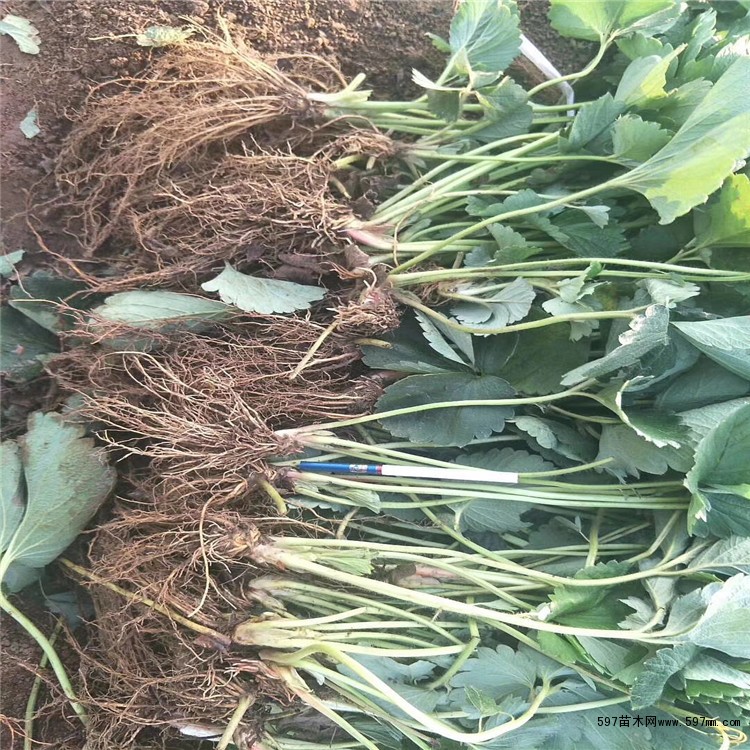 佐贺清香草莓苗哪里多 佐贺清香草莓苗哪里多