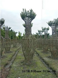 紫薇花瓶3米 紫薇花瓶3米