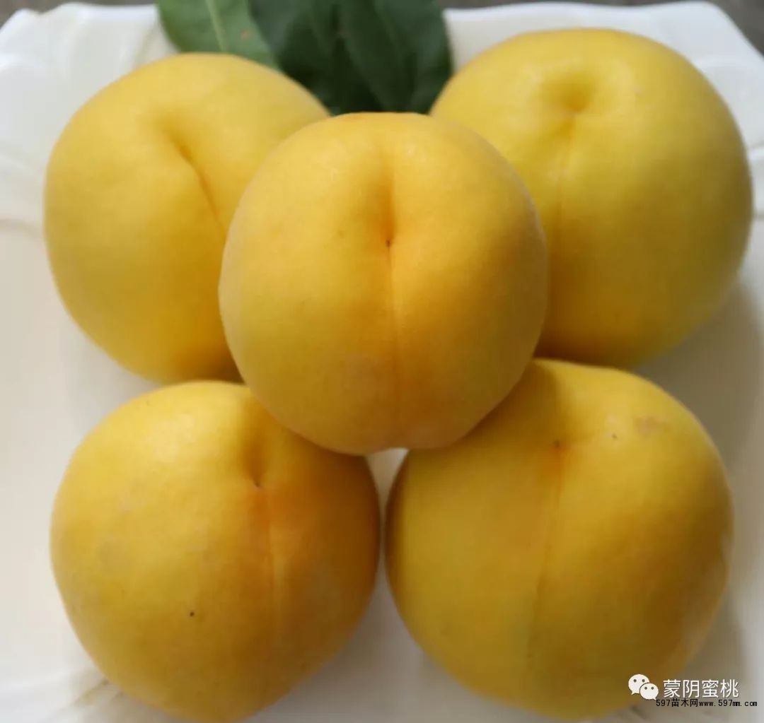 黄金脆桃树苗 黄金脆桃树苗