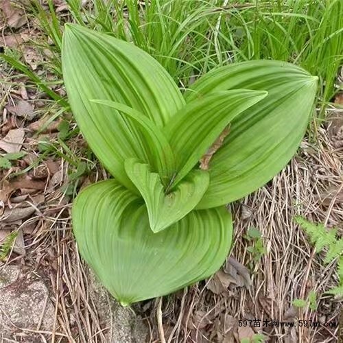 藜芦苗 藜芦苗