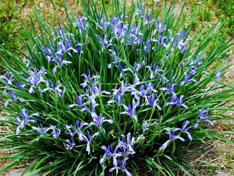 马兰花苗 马兰花苗