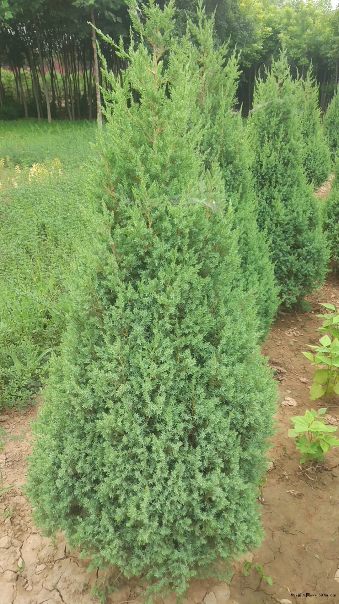1.5高塔桧 1.5高塔桧