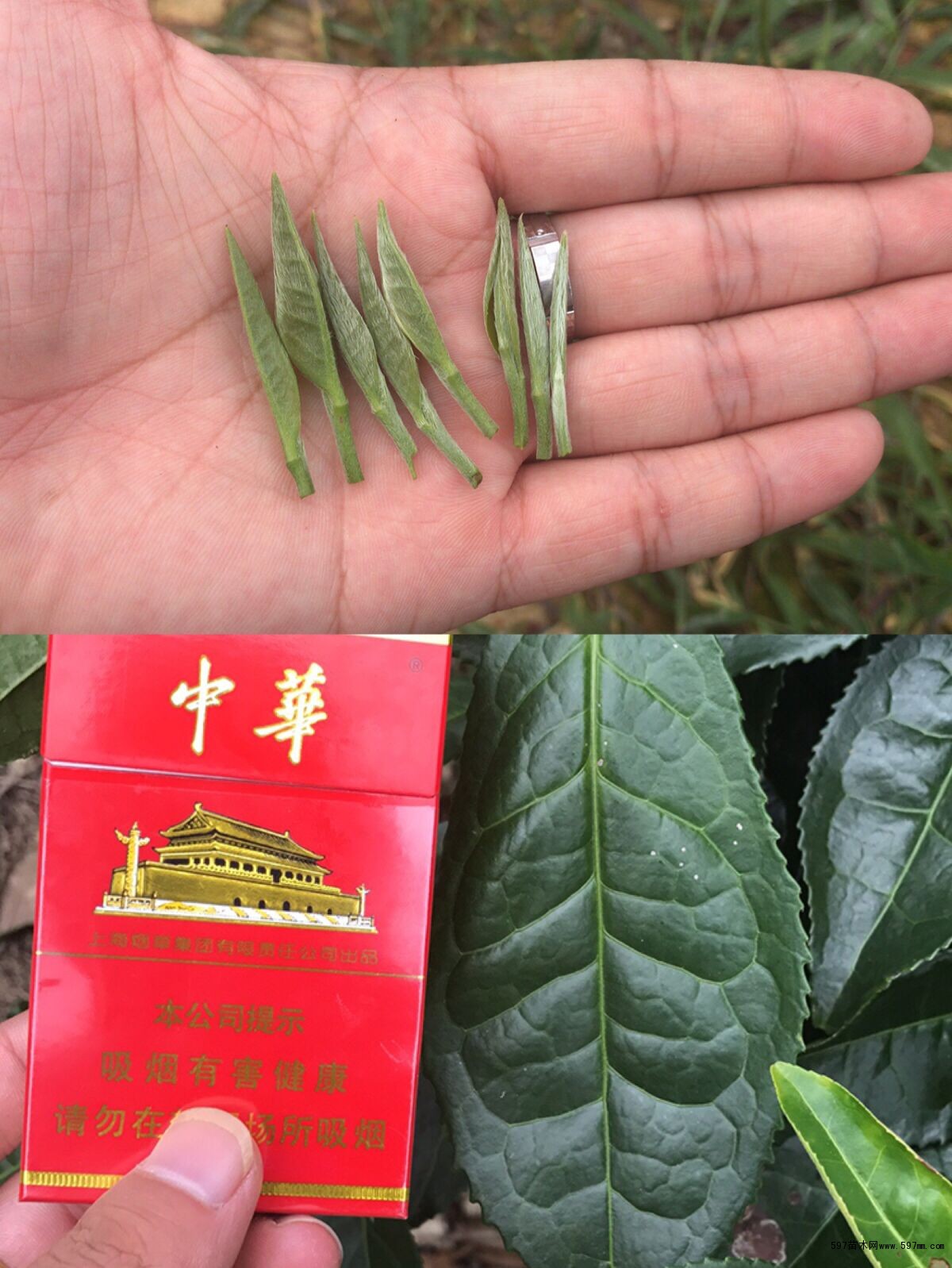 大叶种茶芽头大 大叶种茶芽头大