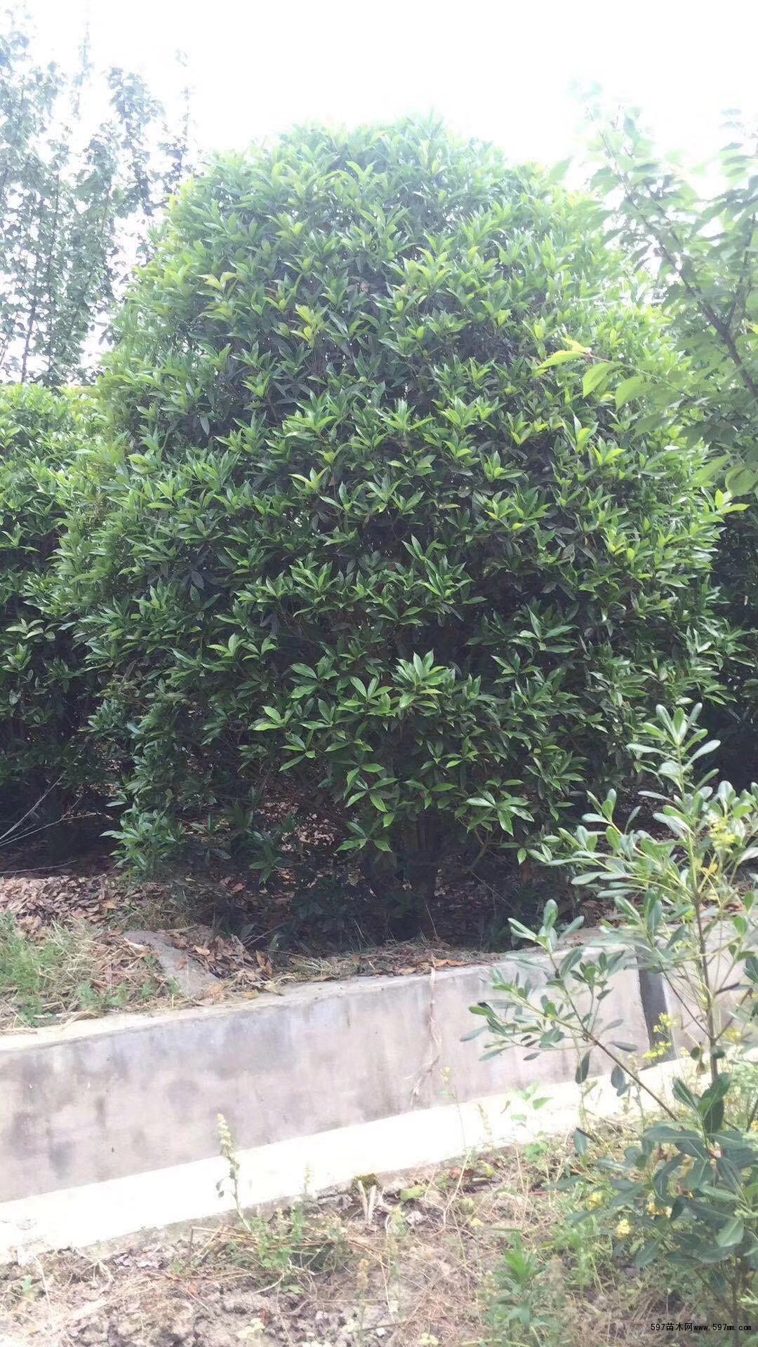 桂花球 桂花球