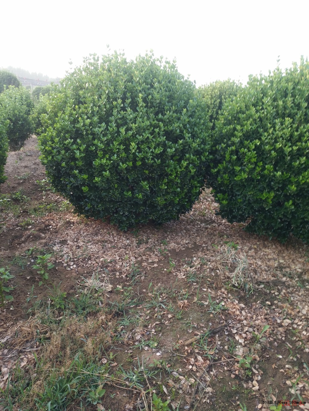 大叶黄杨苗5