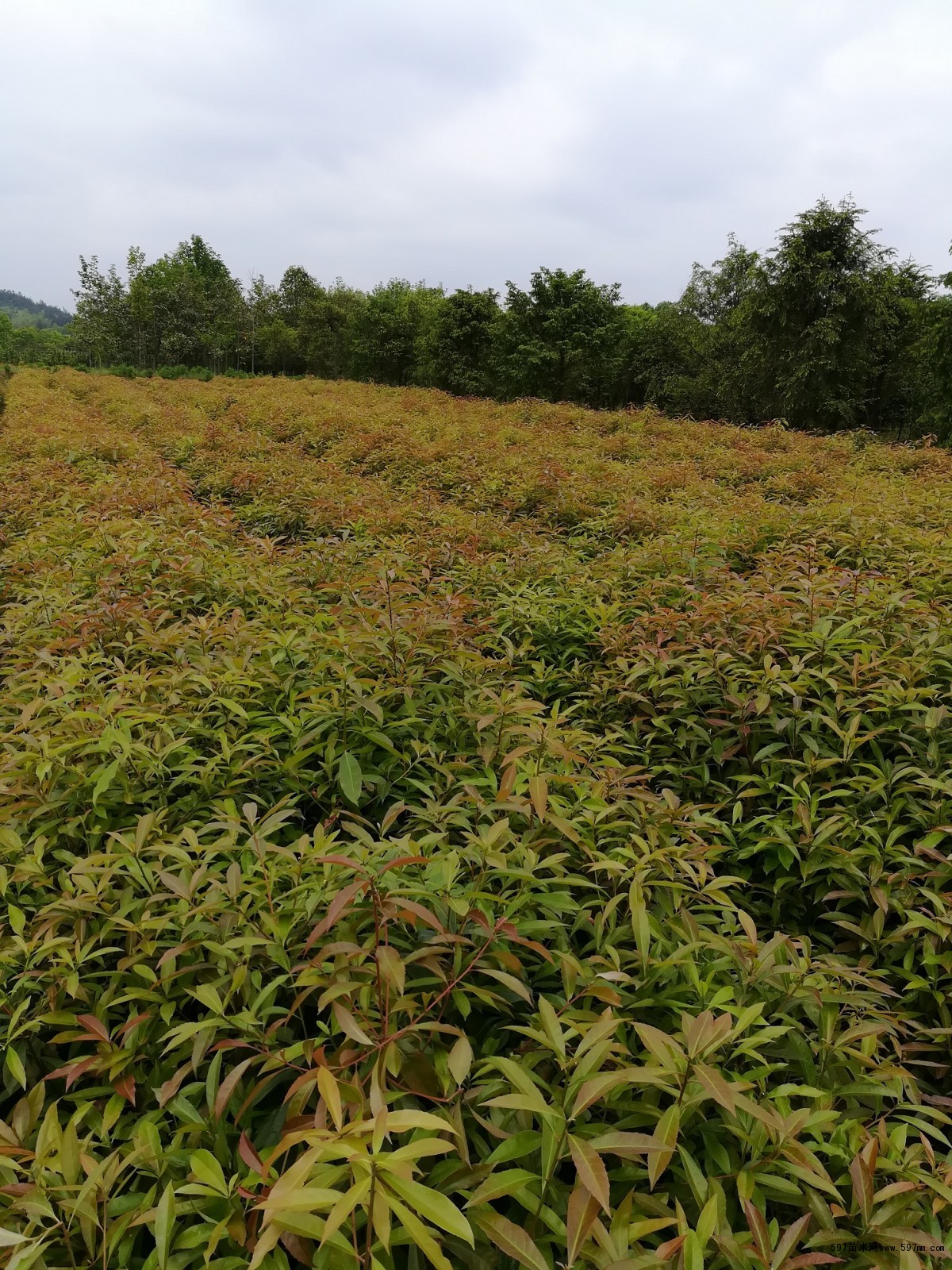 福建1公分木荷价格建瓯县2公分木荷小苗批发