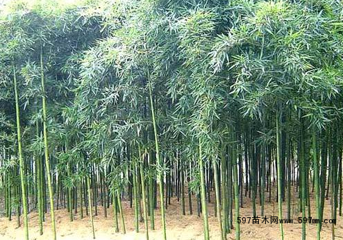 雷竹 雷竹