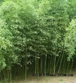 雷竹 雷竹