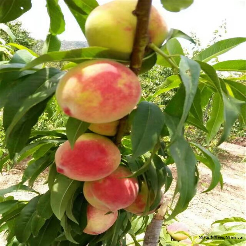 果实 果实