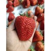 新品种妙香7号草莓苗产地 妙香7号草莓苗口感好