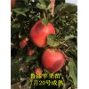 早熟苹果苗鲁丽 矮化鲁丽苹果苗新品种鲁丽苹果苗前景