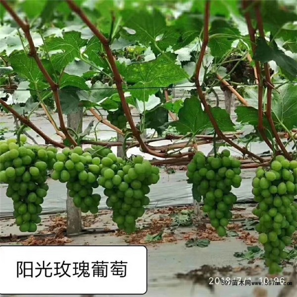 葡萄苗什么时候栽 葡萄苗新品种 葡萄苗基地
