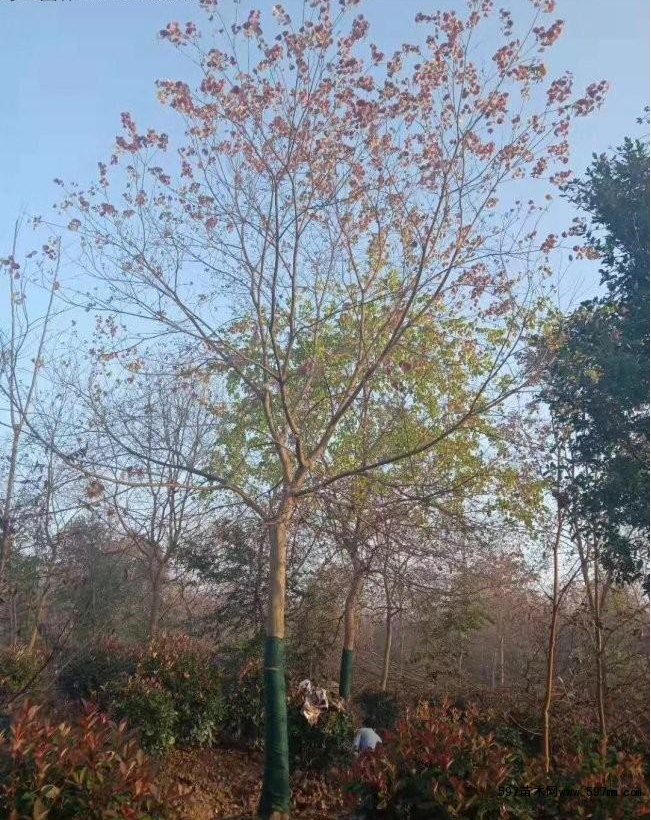 优质乌桕批发乌桕种植基地货源充足质优价廉