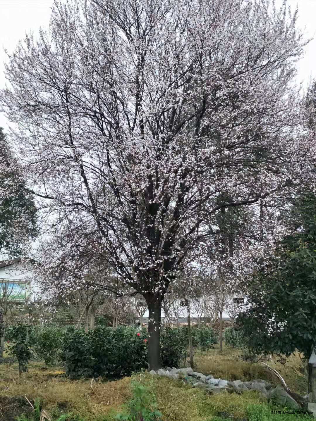 成都众林园艺场红叶李价格 成都众林园艺场红叶李价格