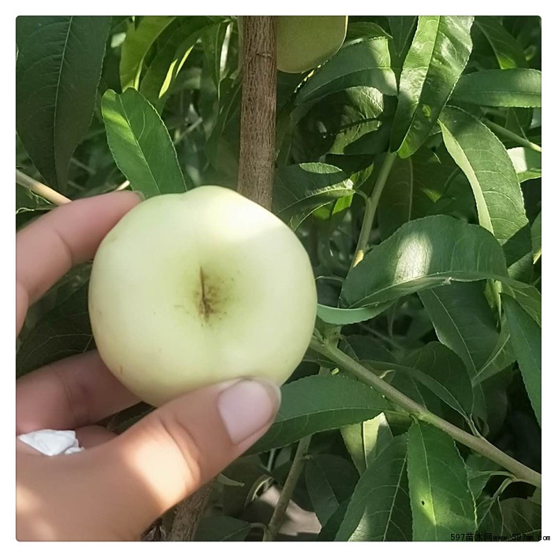 奶油白蟠桃 奶油白蟠桃