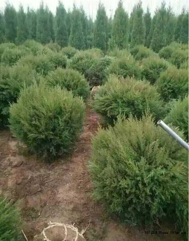 蜀檜球 蜀檜球